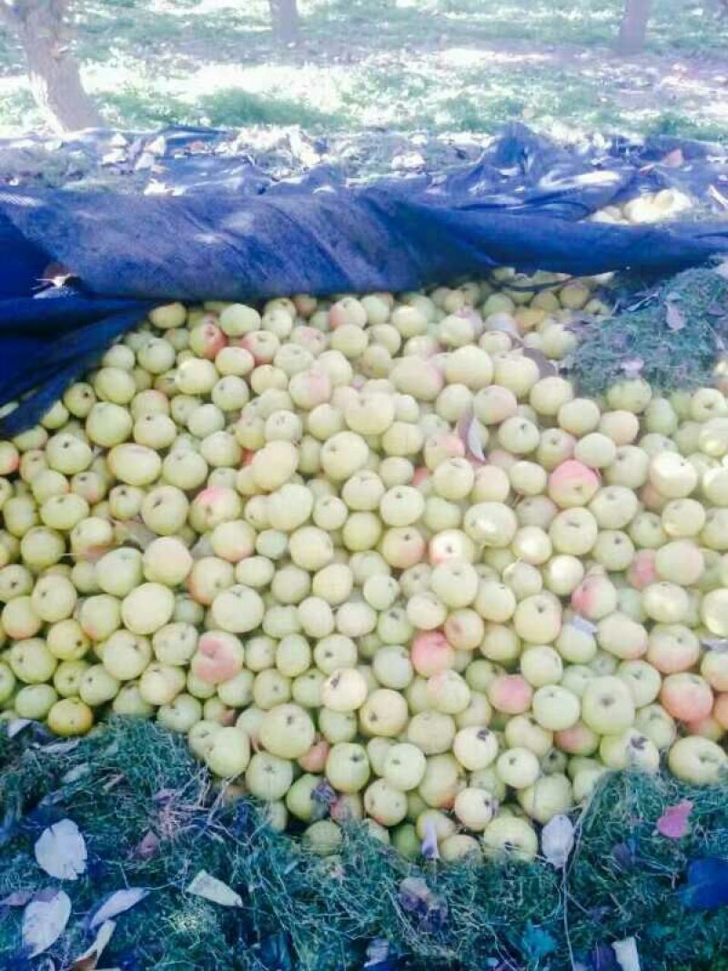 苹果梨300~350g纸箱
