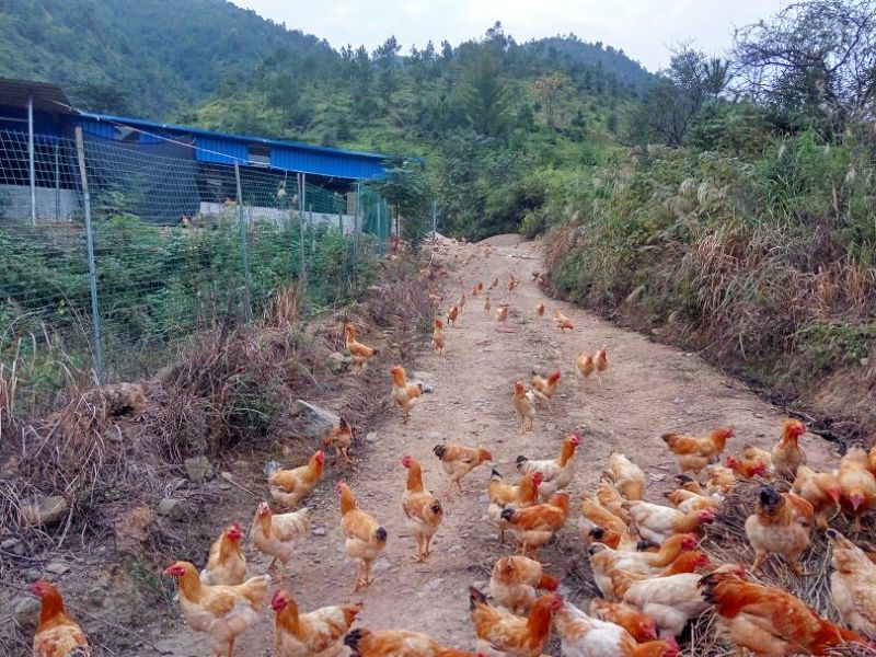 三黄鸡6~9月