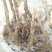树莓苗10~30cm