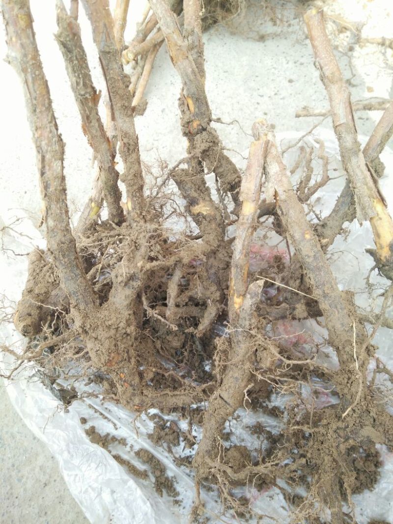 树莓苗10~30cm