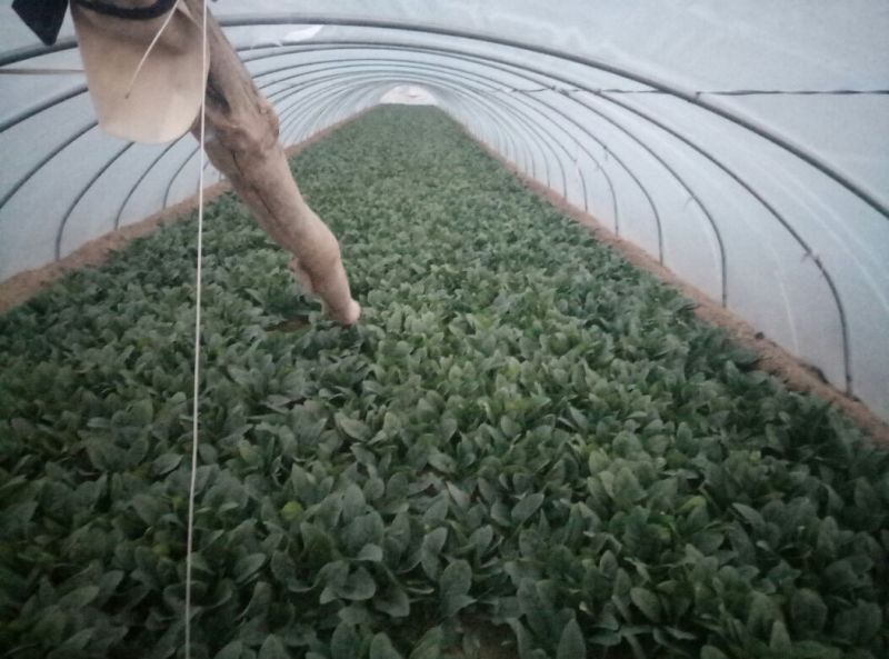 菠菜20~25厘米