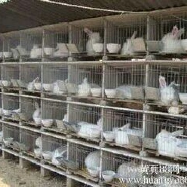 元宝鸽母