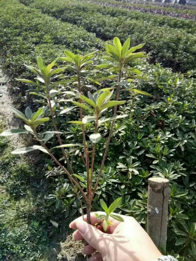 杜鹃春鹃夏鹃西洋鹃比利时杜鹃基地直销