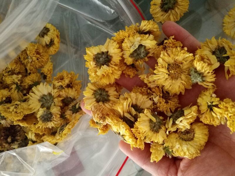 皇菊茶