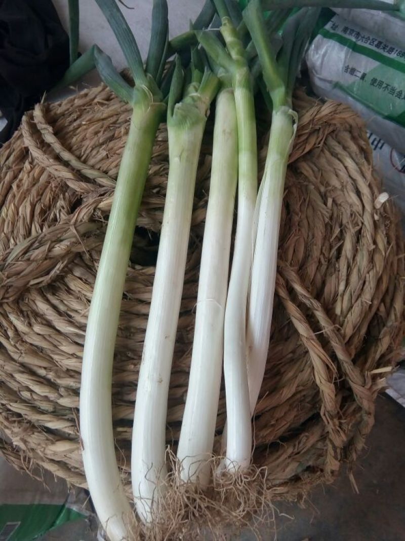 章丘大葱毛葱3cm左右