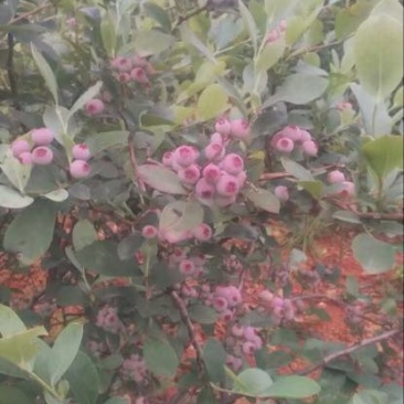 兔眼蓝莓