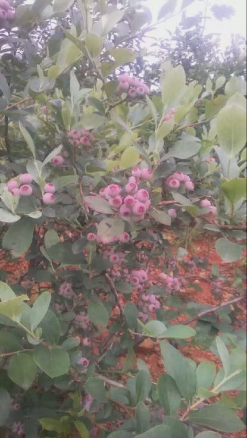 兔眼蓝莓