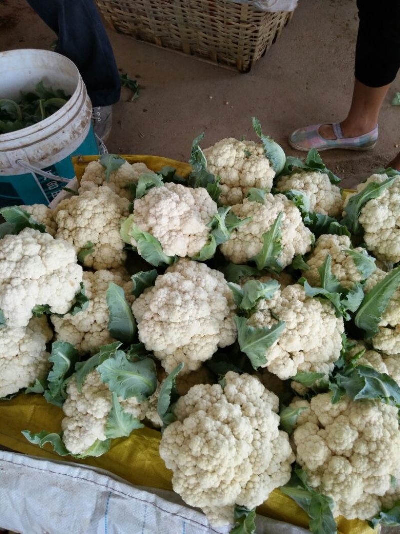 有机菜花青梗，米黄色，批发零售！可视频看货，可全国发
