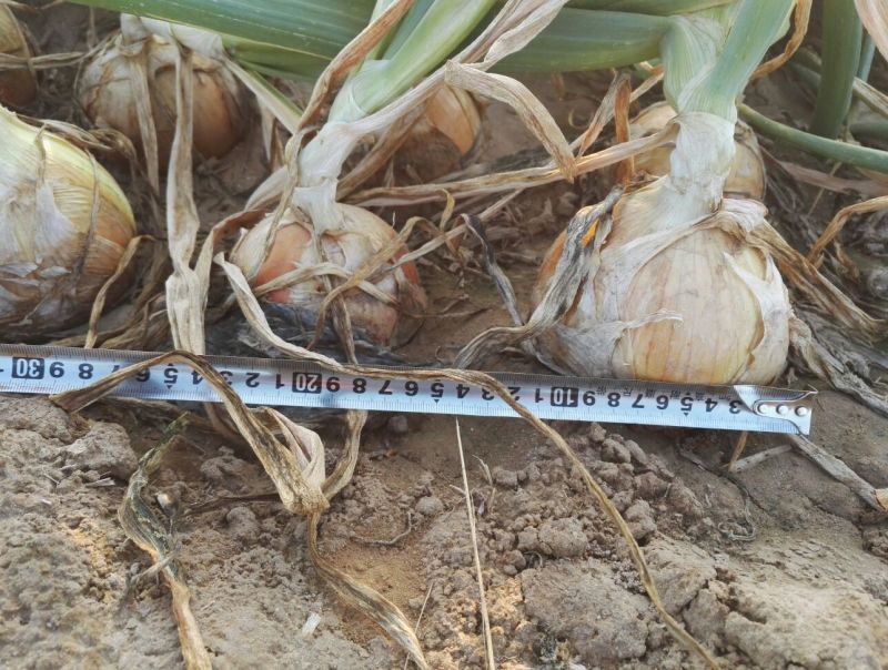 新上市黄皮洋葱无根腐滑皮9厘米以上