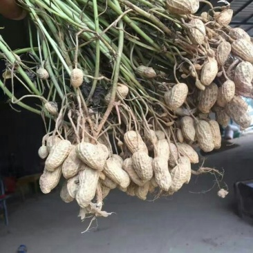 鲁花系列干货带壳