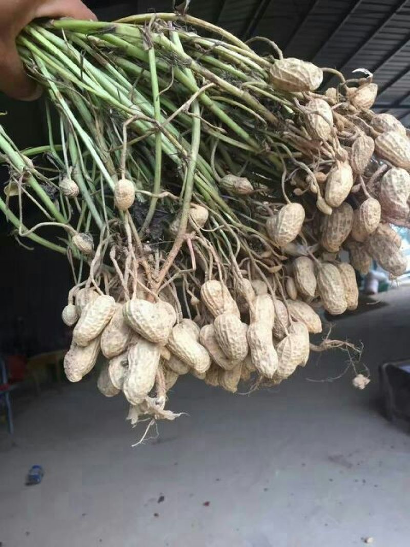 鲁花系列干货带壳