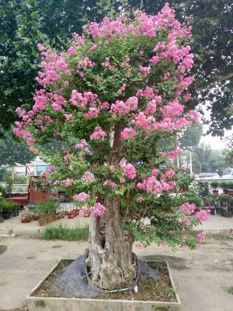 一串红10~30cm