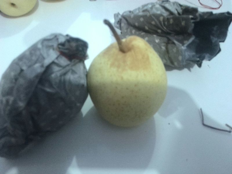 鸭梨250~300g纸加膜