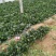 黑叶菠菜10~15厘米