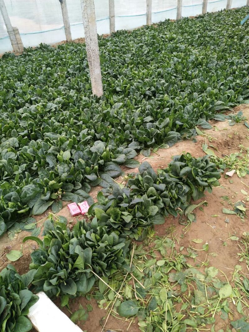黑叶菠菜10~15厘米