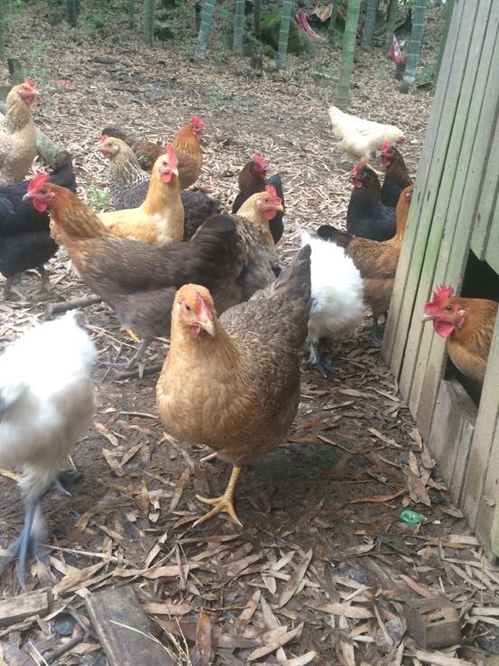 石门土鸡江西南昌市湾里区_批发_供应-一亩田