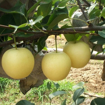 黄金梨400~450g纸袋