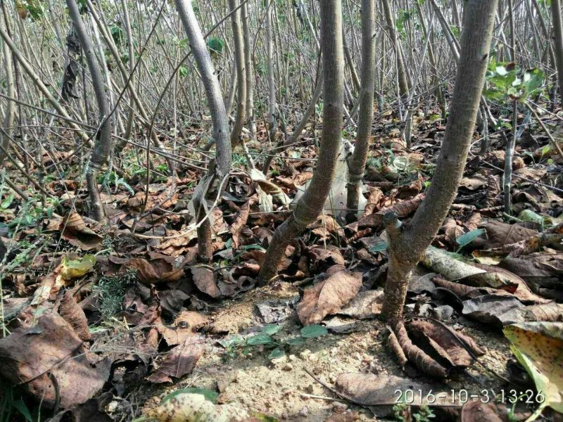 矮化樱桃苗矮化大樱桃树矮化樱桃苗批发矮化樱桃苗基地