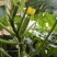 法拉利西葫芦0.8斤以上