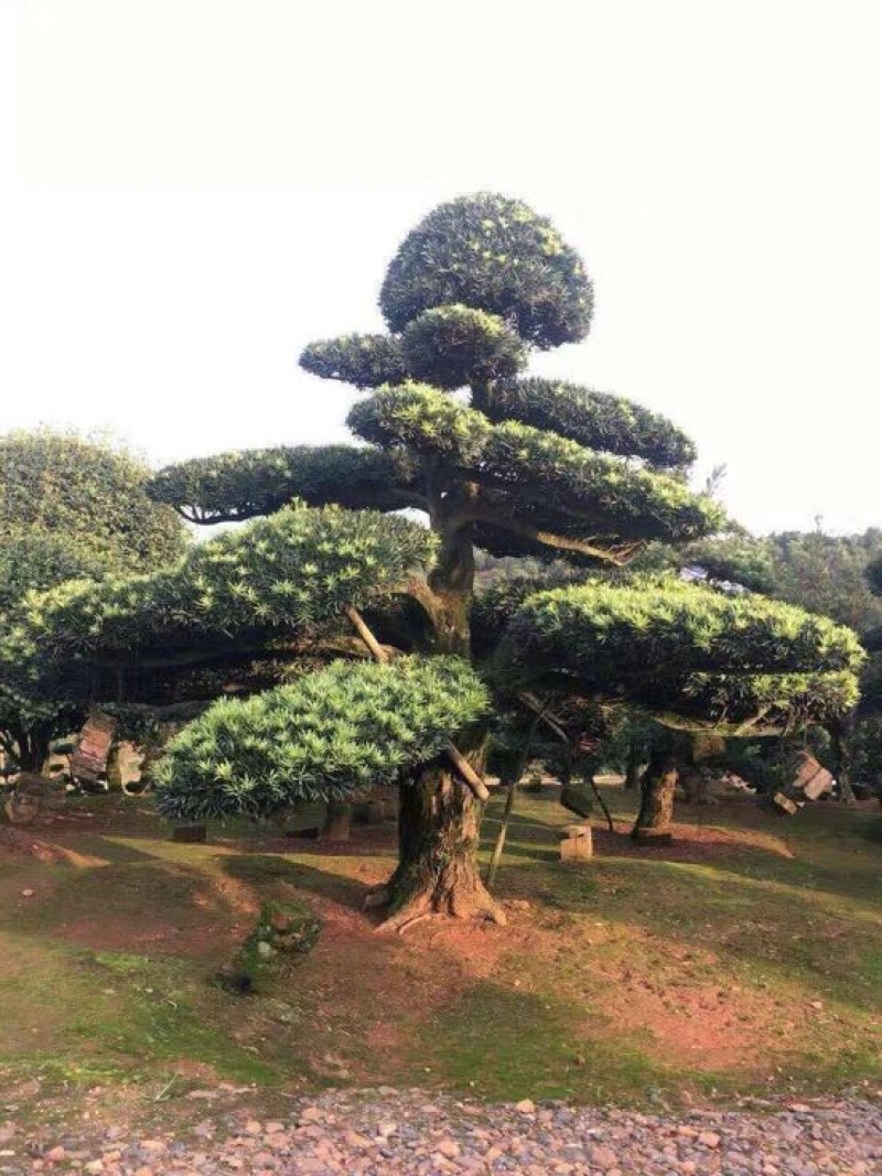 树桩