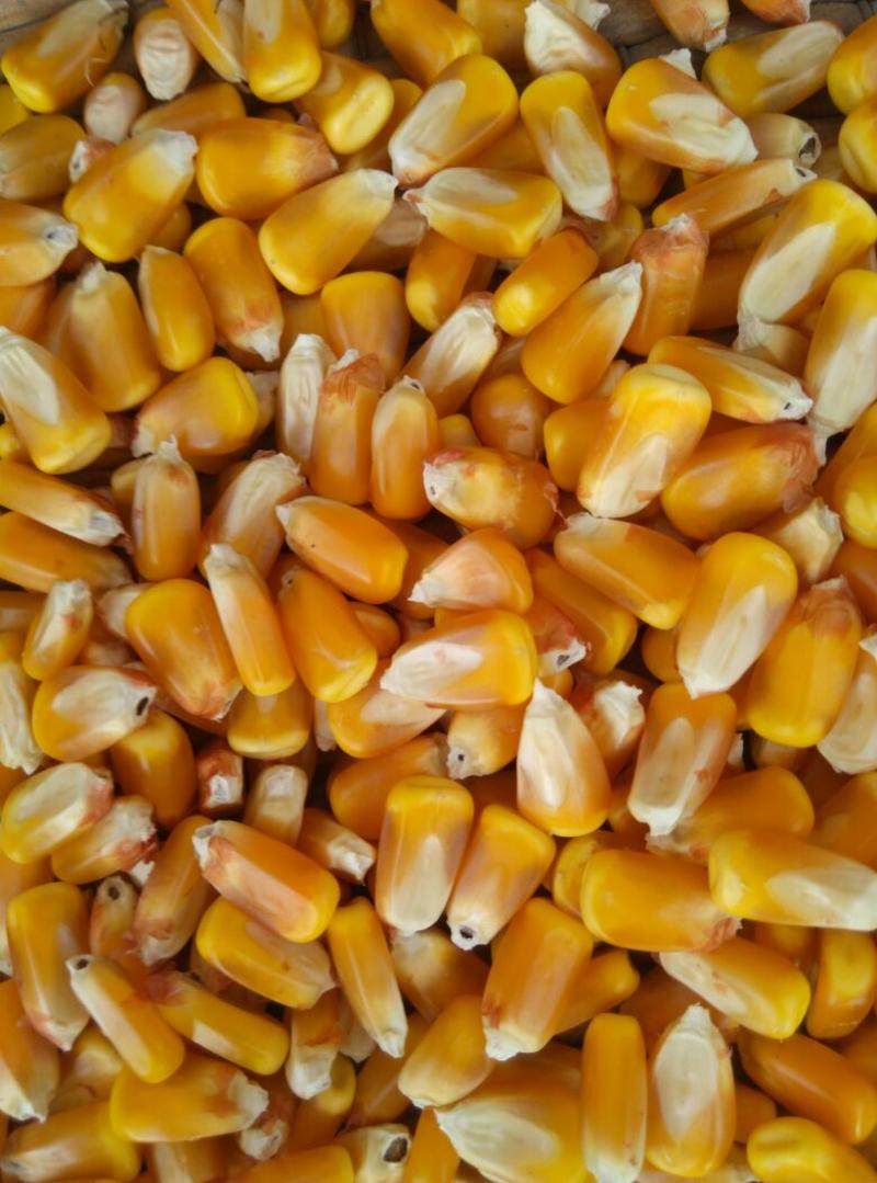 先玉335玉米16~20%