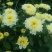 白菊花茶