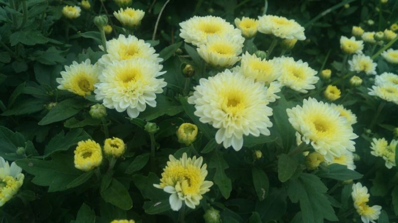 白菊花茶