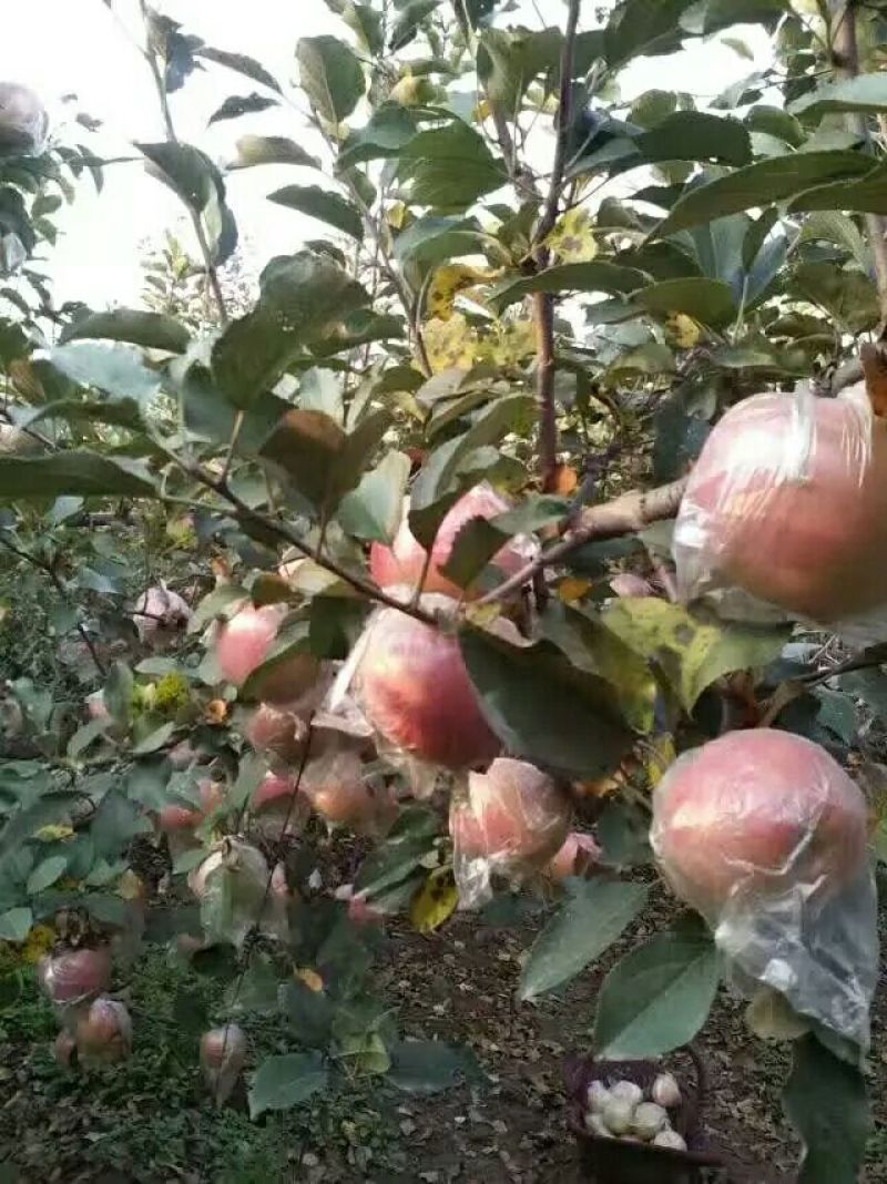 红富士苹果75mm以上膜袋