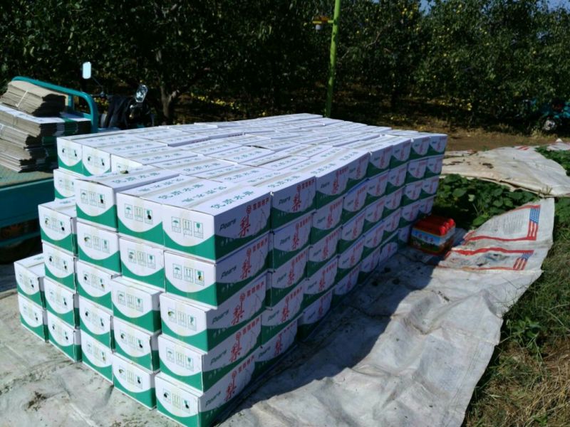 砀山梨300g-400g纸箱