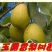 梨树苗80cm以上0.8cm