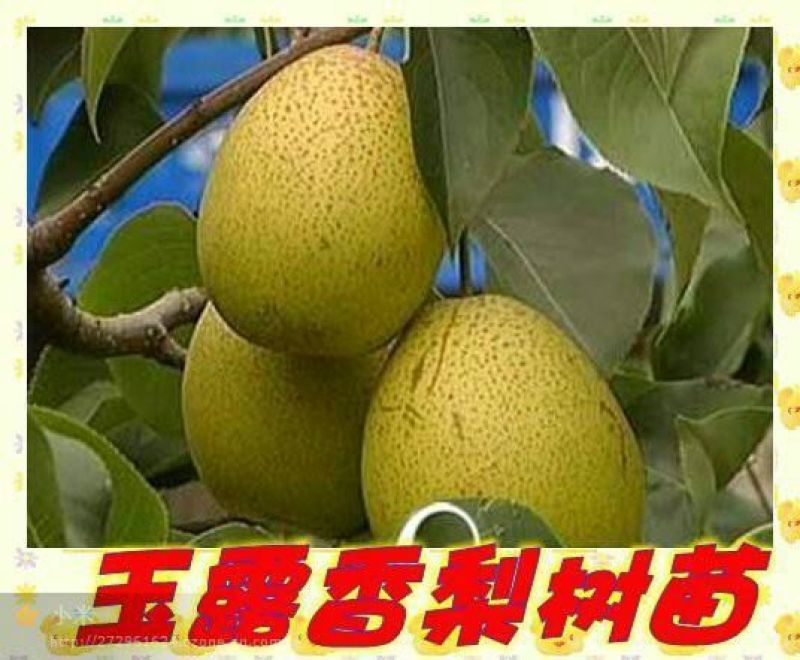 梨树苗80cm以上0.8cm