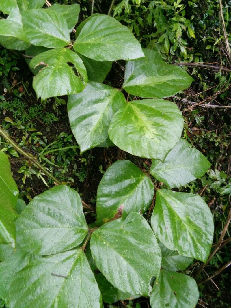 葛根2~2.5斤，深山老林葛根，价格美丽