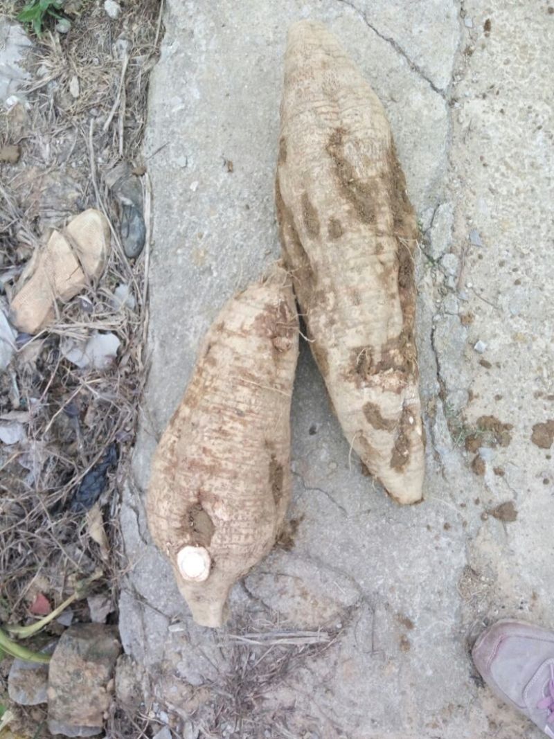 葛根无渣粉葛食材葛根菜葛