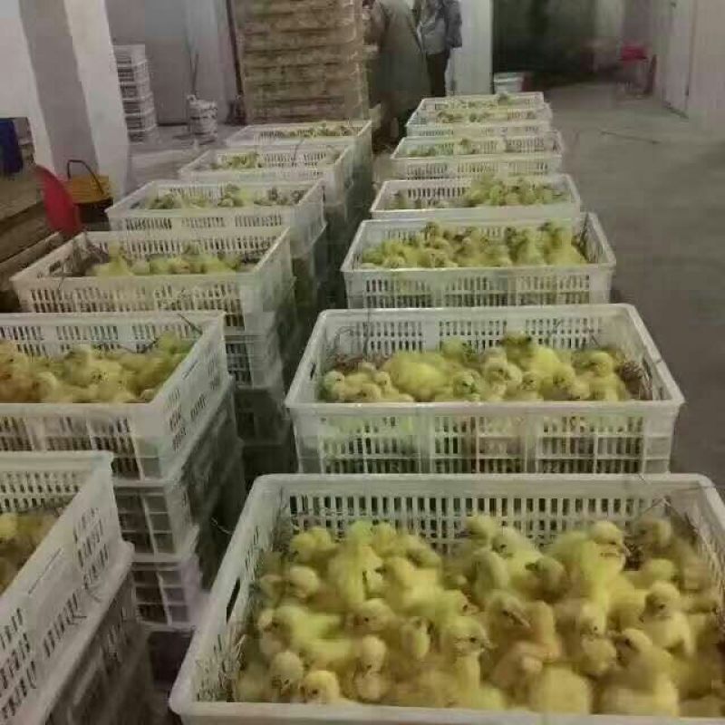 鹅苗250g