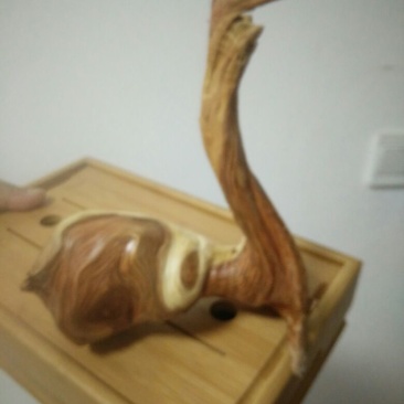 檀香木崖柏