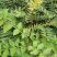 花椒苗种植基地大量出售花椒苗大红袍狮子头
