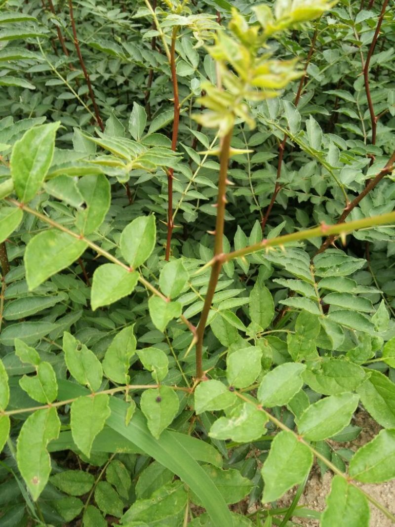 花椒苗种植基地大量出售花椒苗大红袍狮子头