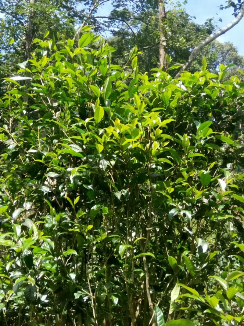 黑茶