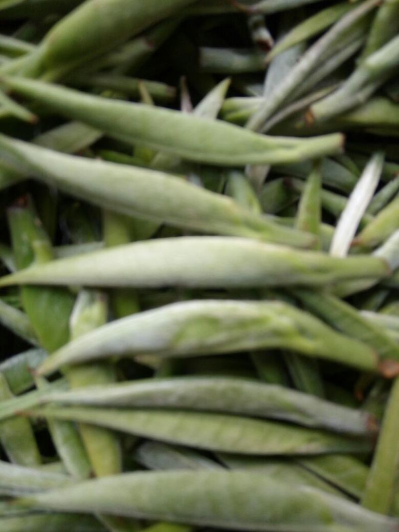 本山茶一级