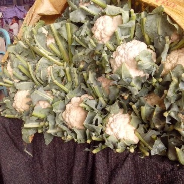 菜花3斤紧密乳白