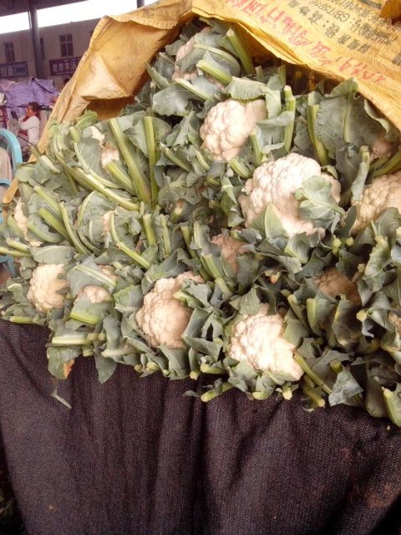 菜花3斤紧密乳白