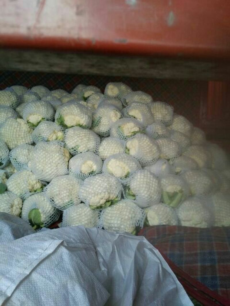 河北永年精品菜花大量供应中2斤紧密乳白