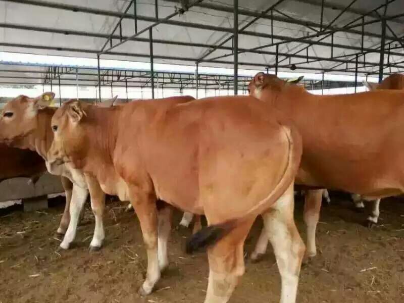鲁西黄牛