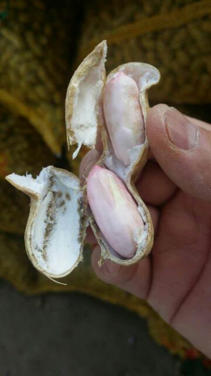 山东聊城，精品鮮花生精品花生销往全国