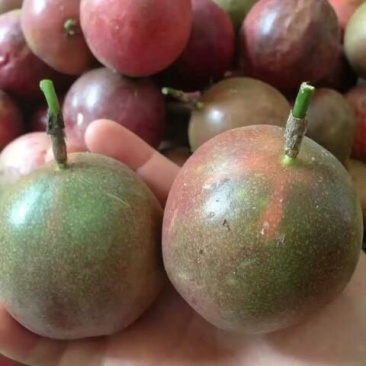 百香果紫果