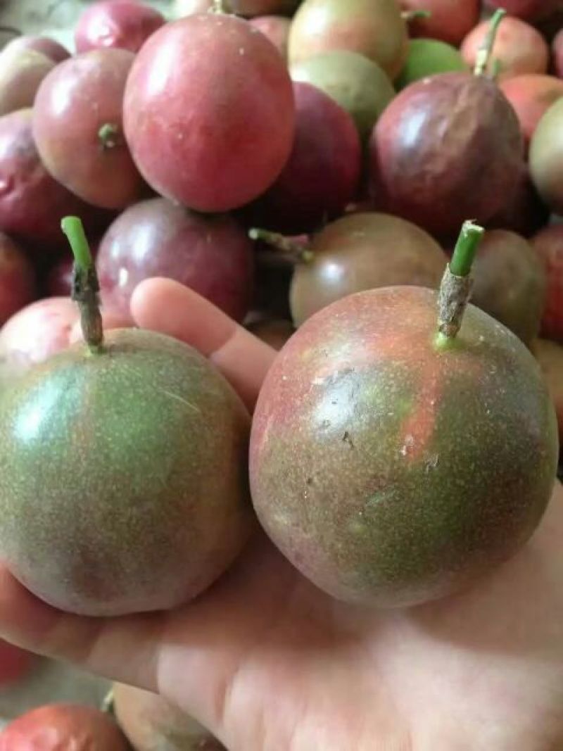 百香果紫果