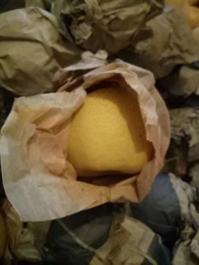 贡梨
