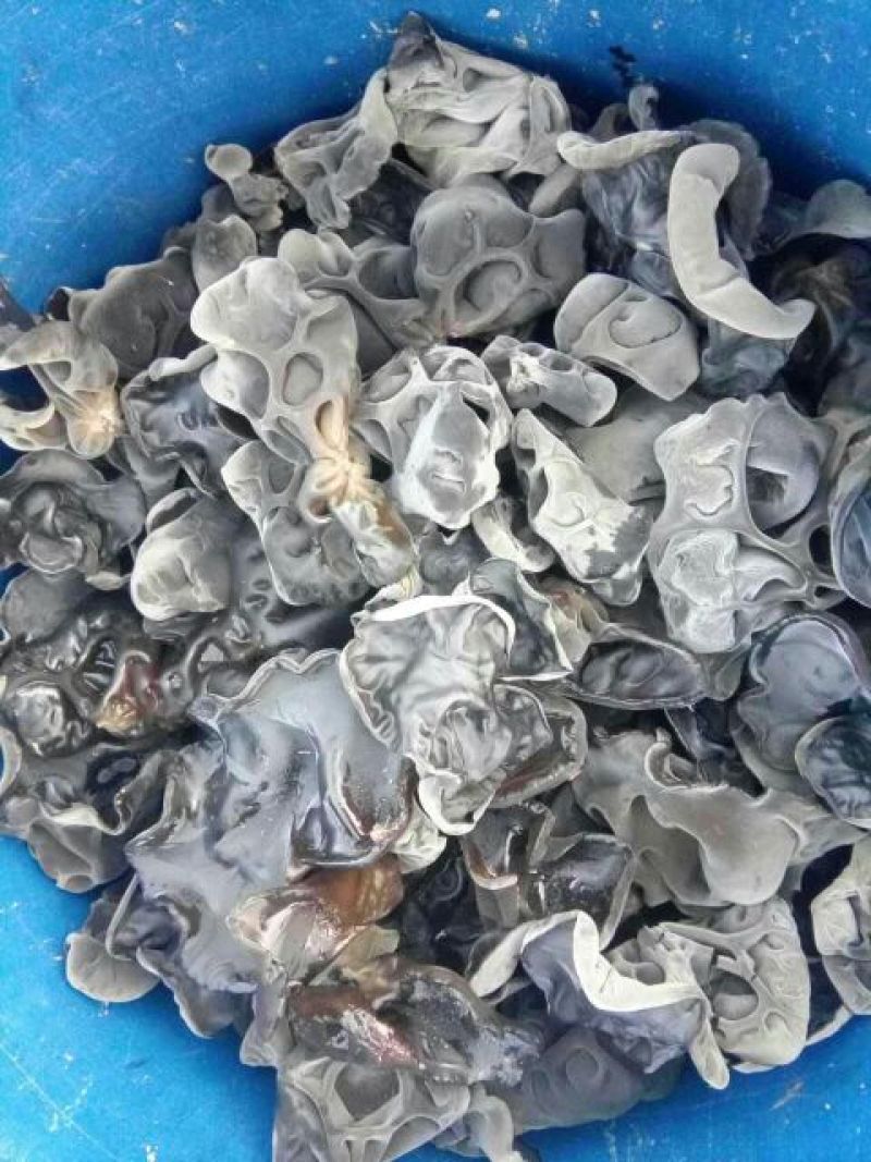 黑木耳一级