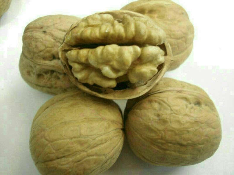 薄皮核桃去皮干