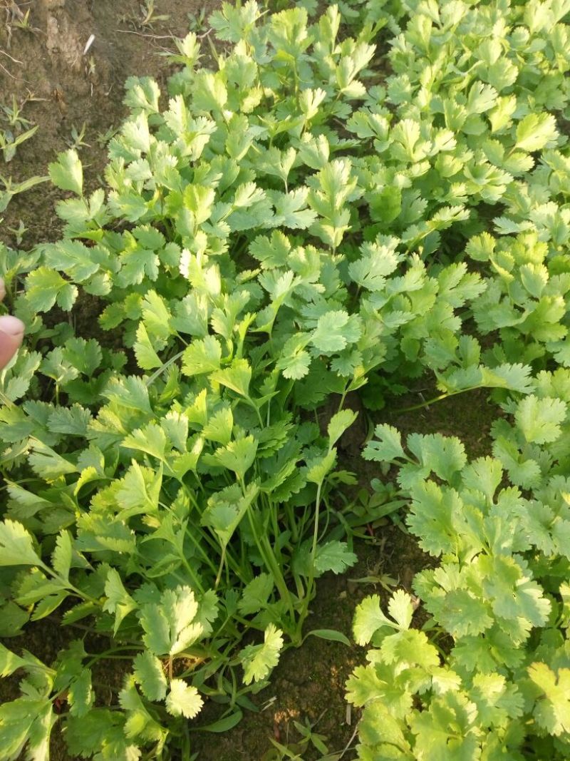越冬菠菜20~25厘米